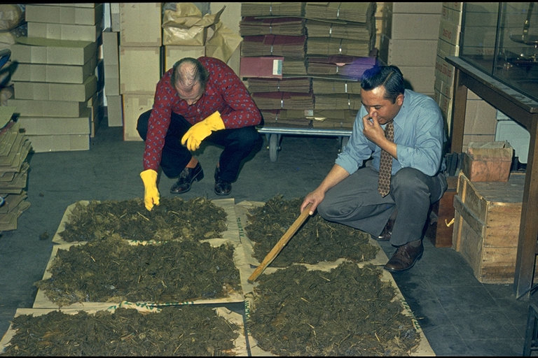 ©DNB: Speurwerk naar opgevreten bankbiljetten in de maaginhoud van een koe, circa 1981. Wanneer bankbiljetten door vee waren opgegeten, moesten DNB-medewerkers soms letterlijk tussen de maaginhoud op zoek naar wat nog aantoonbaar aanwezig was.